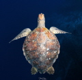   Green turtle  